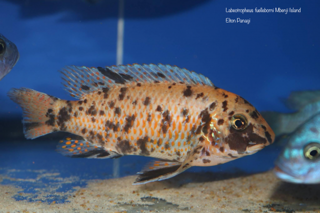 Labeotropheus fuelleborni Mbenji (OB samice)