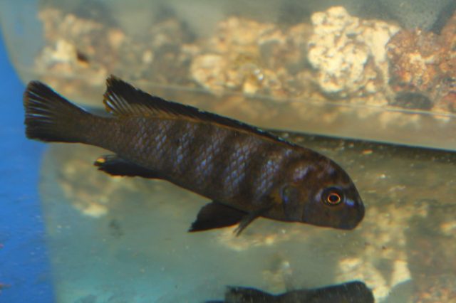 Chindongo sp. 'elongatus nkhata brown' (samec)