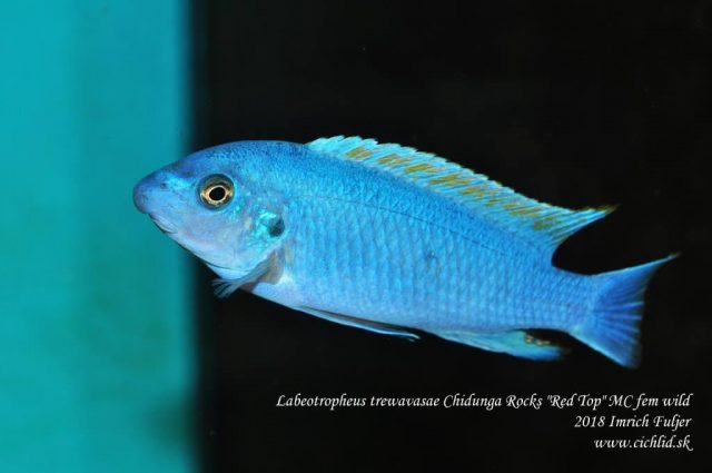 Labeotropheus trewavasae