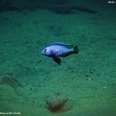 Copadichromis atripinnis