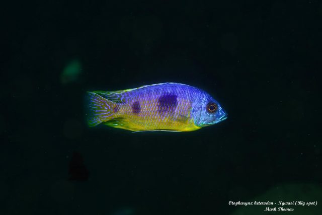 Otopharynx heterodon