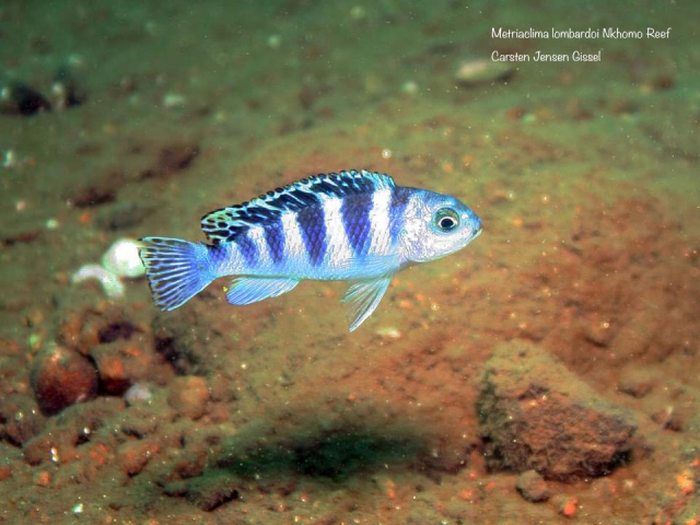 Metriaclima lombardoi Nkhomo Reef (samice)