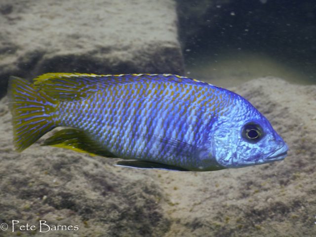 Otopharynx sp. 'heterodon nankumba' (samec)