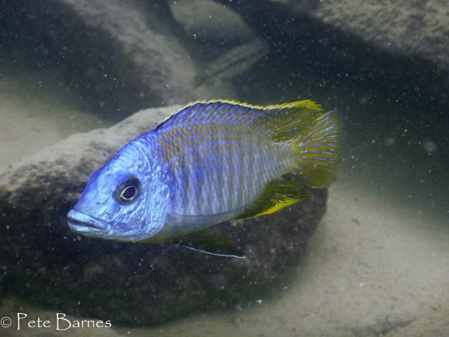 Otopharynx sp. 'heterodon nankumba' (samec)