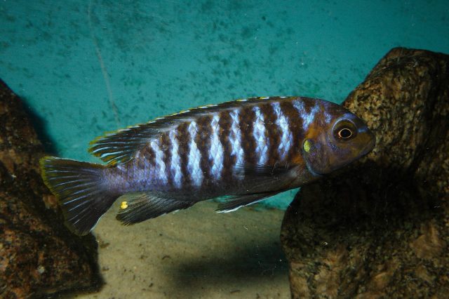 Tropheops sp. 'membe' (samec)