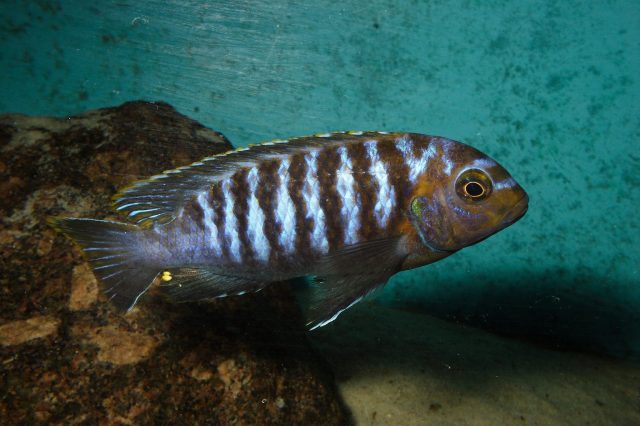 Tropheops sp. 'membe' (samec)