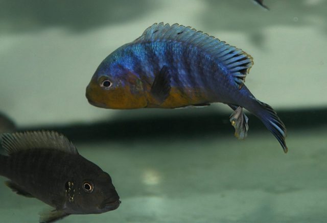 eudotropheus purpuratus Kitange Rock (samec a samice)