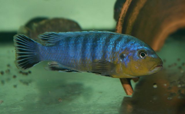 eudotropheus purpuratus Kitange Rock (samec)