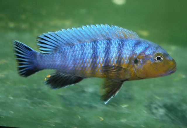 Pseudotropheus purpuratus