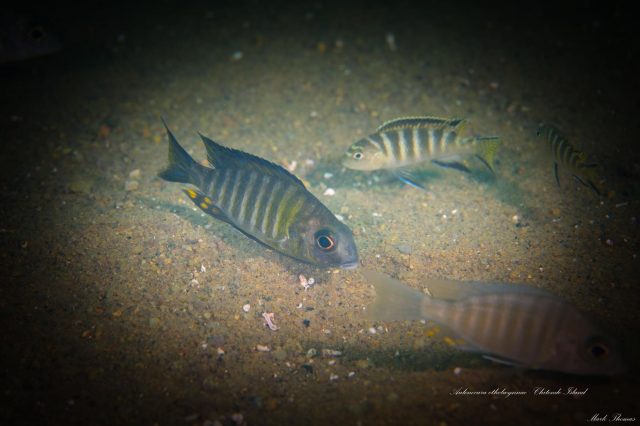 Aulonocara ethelwynnae Chitande Island (samec)