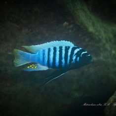 Metriaclima zebra