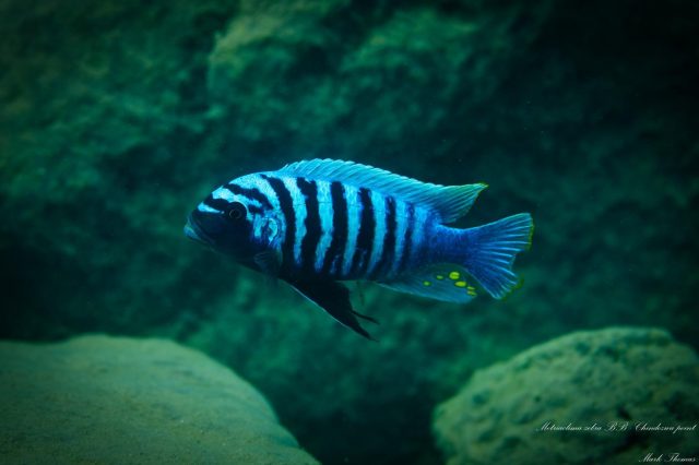 Metriaclima zebra