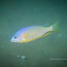 Nyassachromis microcephalus