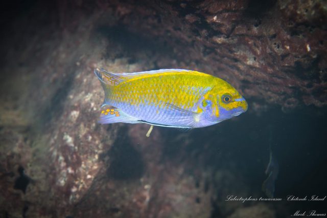 Labeotropheus trewavasae Chitande Island