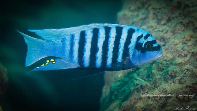 Metriaclima fainzilberi Maison Reef (samec)