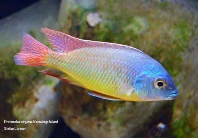 Protomelas virgatus Namalenje Island (samec-male)