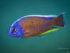 Copadichromis borleyi ,Chewere‘