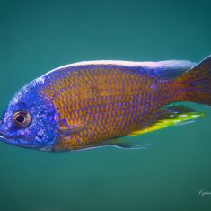 Copadichromis borleyi ,Chewere‘