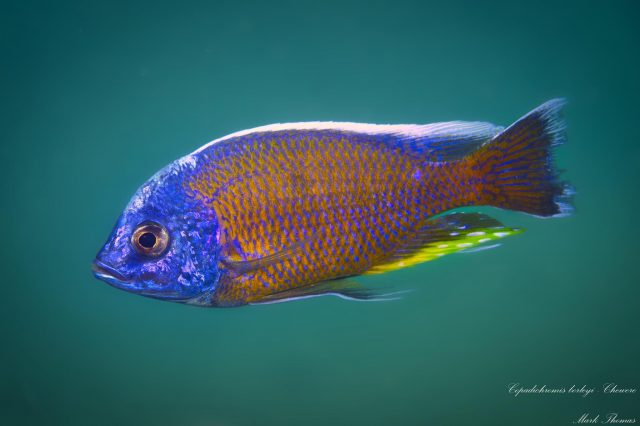 Copadichromis borleyi ,Chewere&#8216;