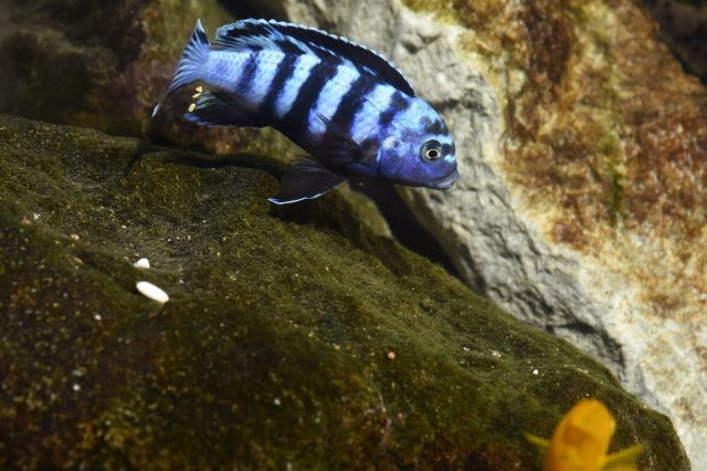 Chindongo saulosi Taiwane Reef (samec)