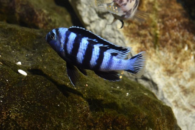 Chindongo saulosi Taiwane Reef (samec)