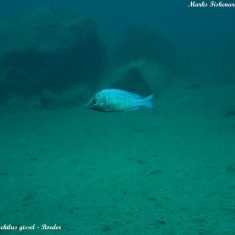 Placidochromis sp. ‚phenochilus‘