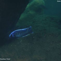 Copadichromis cyaneus