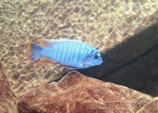 Labeotropheus fuelleborni