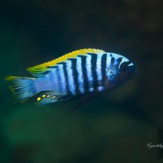 Cynotilapia aurifrons