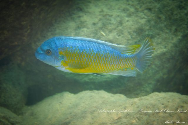 Labeotropheus fuelleborni