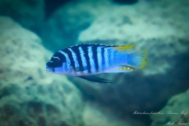 Metriaclima fainzilberi Luwino Reef (samec-male)