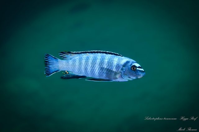 Labeotropheus trewavasae (samec)