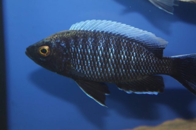 Copadichromis sp. 'virginalis chitande’ (samec)