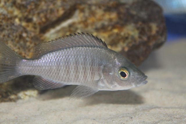 Copadichromis sp. 'virginalis chitande’ (samice)