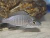 Copadichromis sp. 'virginalis chitande’ (samice)