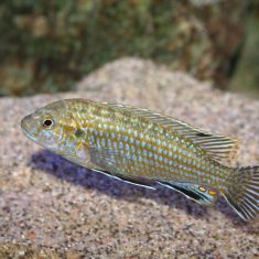 Labidochromis flavigulis