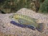 Labidochromis flavigulis Machili Island (samec)