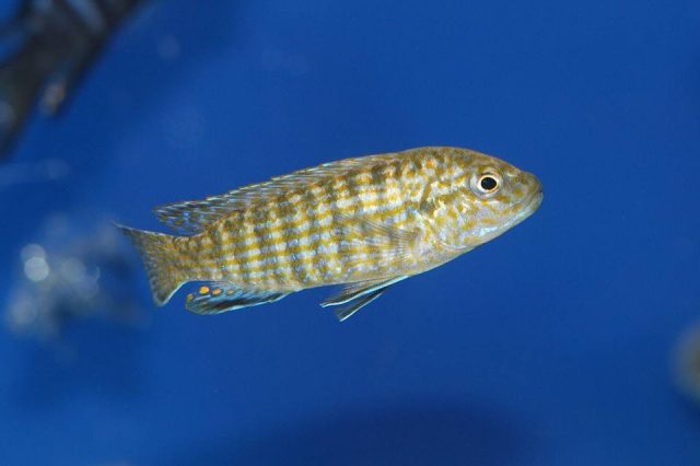 Labidochromis flavigulis Machili Island (samec)