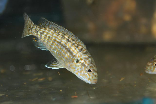 Labidochromis flavigulis Machili Island (samec)