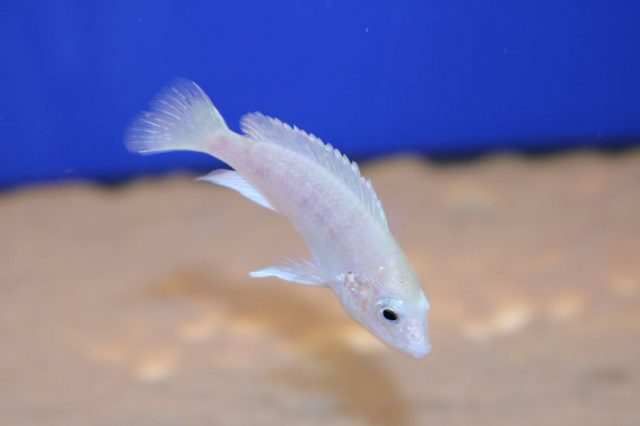 Labidochromis caeruelus