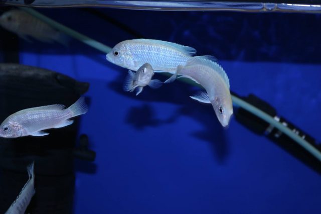 Labidochromis caeruelus