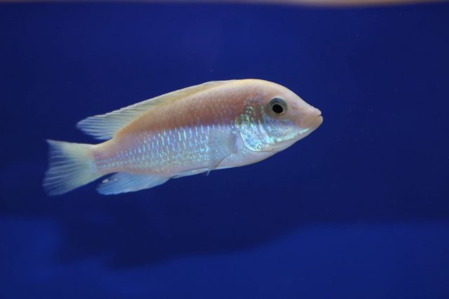 Labidochromis caeruelus