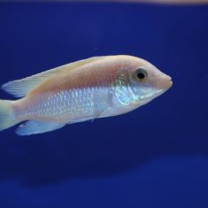 Labidochromis caeruelus