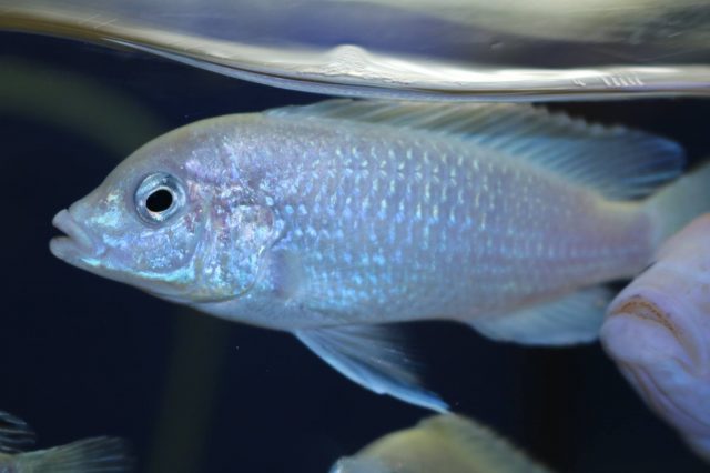 Labidochromis caeruelus