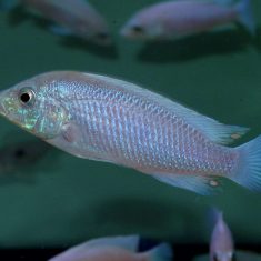 Labidochromis caeruelus