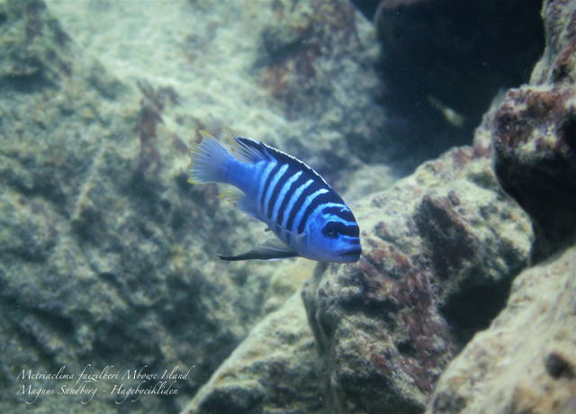 Metriaclima fainzilberi 'Mbowe Island'