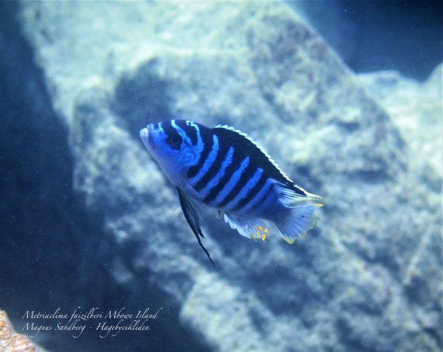 Metriaclima fainzilberi 'Mbowe Island'