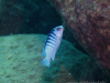 Labidochromis chisumulae