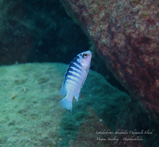 Labidochromis chisumulae