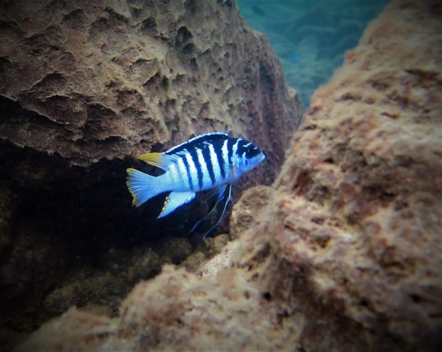 Metriaclima fainzilberi Luwino Reef (samec-male)